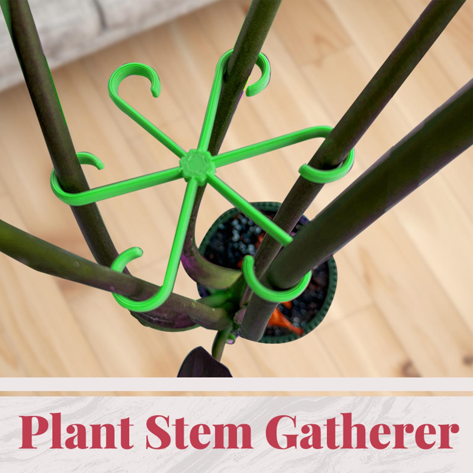Lot de 4 pinces de support pou - Variegated Monstera Node avis et prix