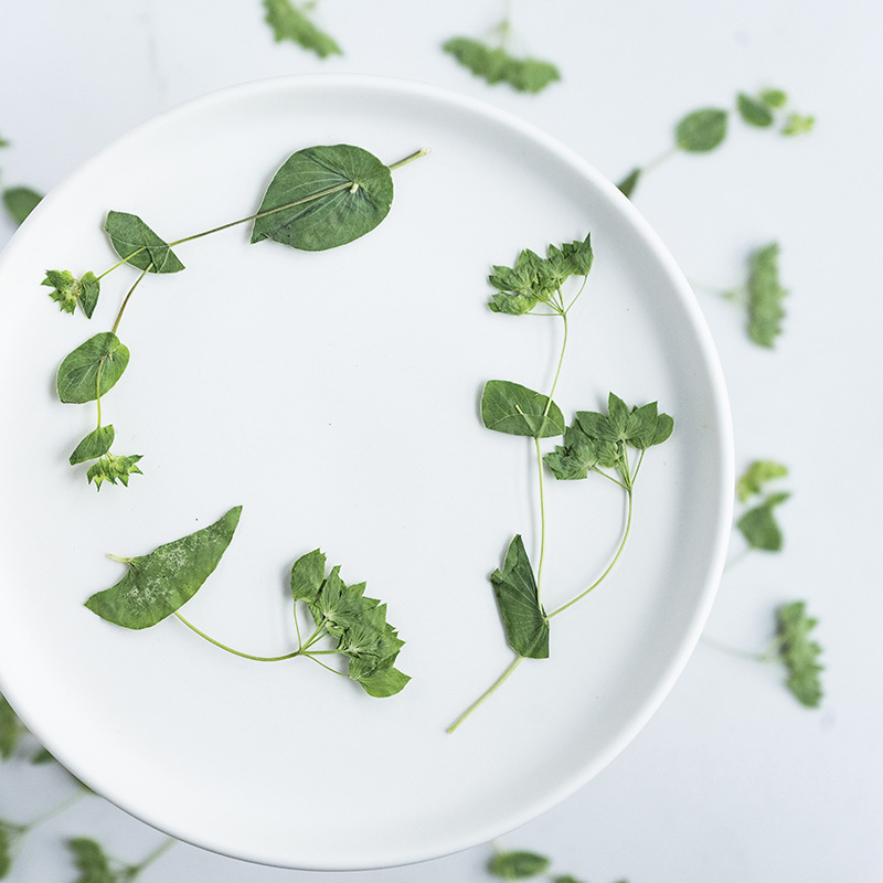 60 pièces d'herbe à oreilles d - Plant Parent Sticker avis et prix